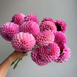 Pink Dahlia Bunch (5 Stems)