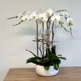 White orchid arrangement in a round white pot