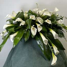 White calla lilies arranged in a large spray with glossy green leaves