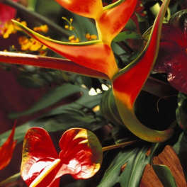 Tropical arrangement with orange-red heliconia and an orange cone-shaped bloom