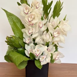 Arrangement of white orchids with burgundy centers and large green leaves in a black cube vase