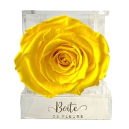 Single yellow rose in a clear square box