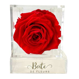 Single red rose in a clear acrylic box