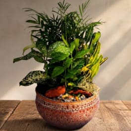 Potted tropical foliage arrangement in a decorative ceramic bowl