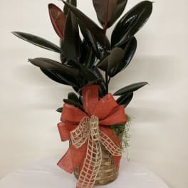 Potted rubber plant in a woven basket with a red bow