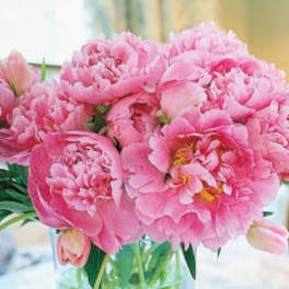 Pink peonies in a clear glass vase
