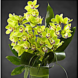 Green orchid bouquet in a tall glass vase