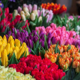 Assorted tulips in many colors arranged in dense rows