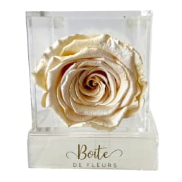 Single cream rose in a clear display box