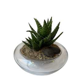 Spider Aloe Vera Plant