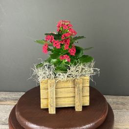 Small pink flowering plant in a rustic wooden crate with moss