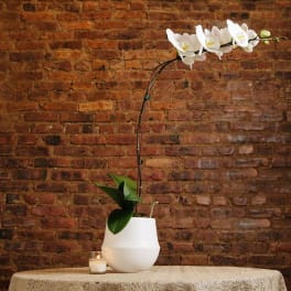White orchid in a white pot beside a small candle on a table