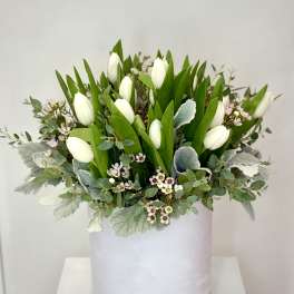 White tulips arranged in a pale round box with greenery
