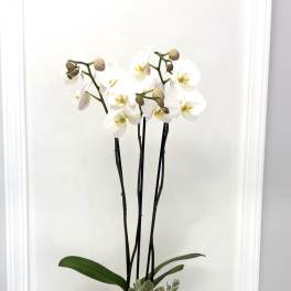 White orchid arrangement in a white pot with a succulent accent