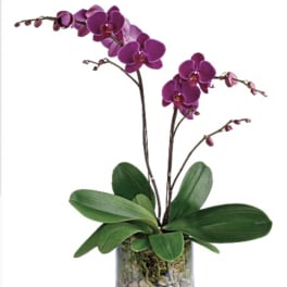 Purple orchid plant in a glass vase with pebbles