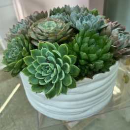White bowl filled with assorted green succulents
