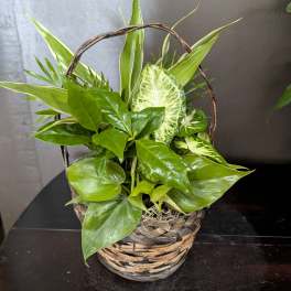 Mixed Planter In a Basket Or Tin
