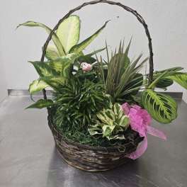Basket of assorted green houseplants with a pink ribbon