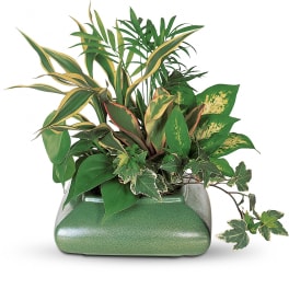 Small Garden Dish by Teleflora