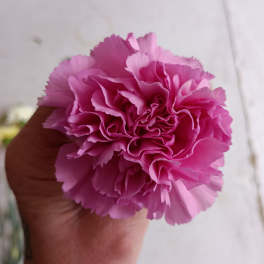 Pink carnation bloom held in a hand