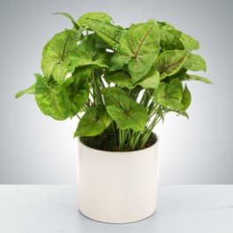 Arrowhead Plant by BloomNation™