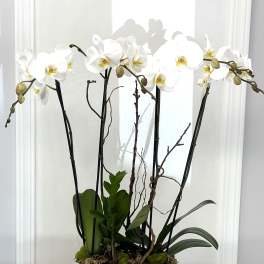 White orchids in a white rectangular planter