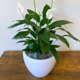 Tall peace lily plant with white blooms in a glossy white pot on a wooden table