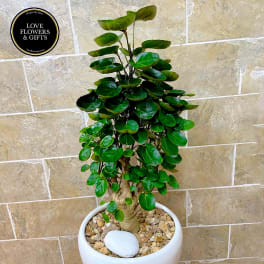 Aralia Fabian Bonsai