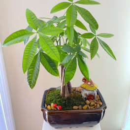 Money Tree Bonsai in Ceramic Pot