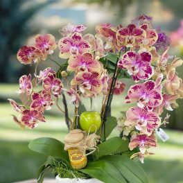 Pink and cream orchids arranged in a white pot with a small honey jar
