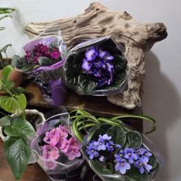 African Violets