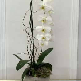 White orchid arrangement in a round bowl with succulents