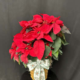 Poinsettia