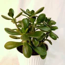 Potted jade plant in a white ribbed planter