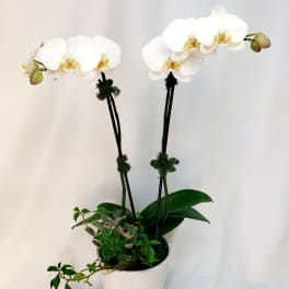 White orchid plant in a white pot with two tall stems