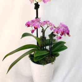 Potted orchid arrangement with pink and cream blooms in a white planter
