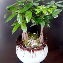 Two small potted money trees in a decorative ceramic planter