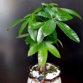 Potted money tree plant in a decorative ceramic pot