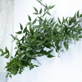 Bundle of green leafy stems on a white background