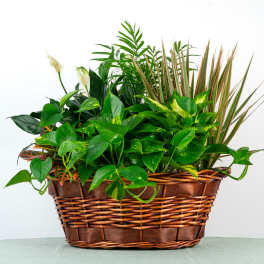 Our Henry Dish Garden