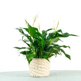 Peace Lily Plant (6" Pot)