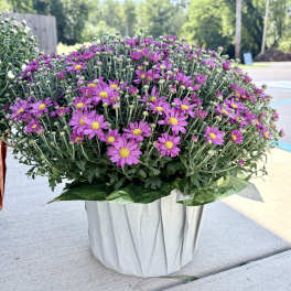 Pink daisy-like flowers in a white wrapped container