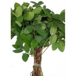 Bundle of leafy green stems tied together with a rubber band