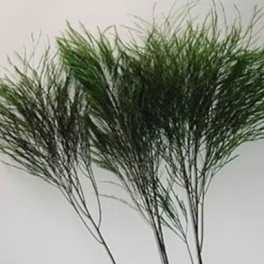Bundle of feathery green foliage stems against a plain background