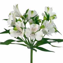 White alstroemeria bouquet with long green leaves