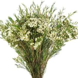 Tall bouquet of small white flowers with airy green stems