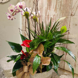 Tropical plant arrangement with orchids and red anthuriums in a woven pot