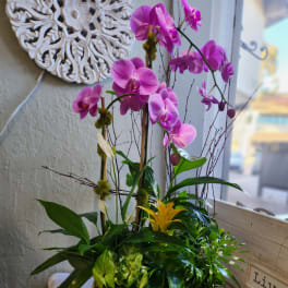 Pink orchids in a white rectangular planter with mixed tropical foliage
