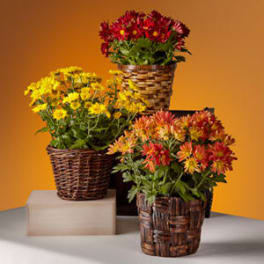 Three potted chrysanthemum arrangements in wicker baskets