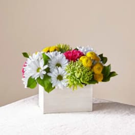 Mixed bouquet of daisies and mums in a white box